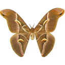 Half-moon Silk Moth - Samia cynthia icon